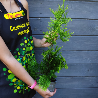 Туя западная Салланд Туя западная Салланд - Dolina-Sad.Ru