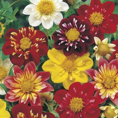 Микс Георгин Коларетте Микс Георгин Коларетте - Dolina-Sad.Ru