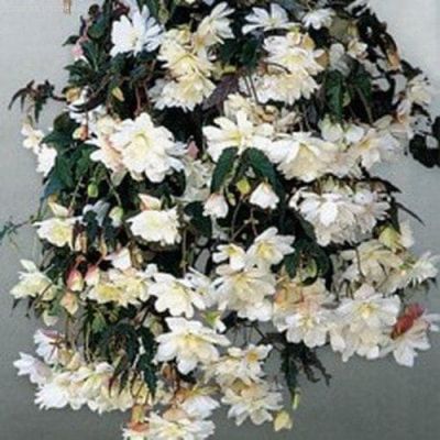 Бегония Белла F1 амп. гранул. Бегония Белла F1 амп. гранул. фото