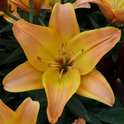 Лилия Изи Фэнтэзи - Dolina-Sad.Ru