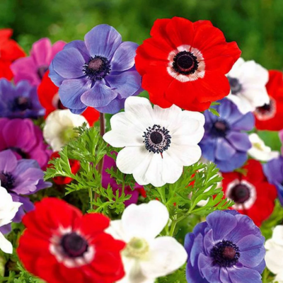 Анемона Де Каен Смесь Анемона Де Каен Смесь фото