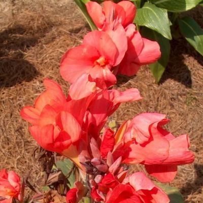 Канна Ред Президент фото