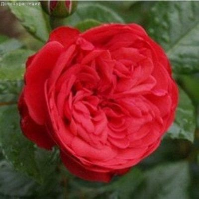 Роза Пиано фото