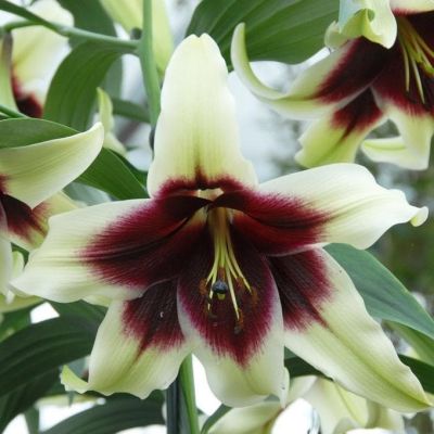 Лилия Куши Майя Лилия Куши Майя фото