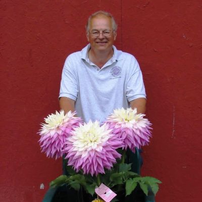 Георгина Сэр Альф Рамсэй (Гиганты) Георгина Сэр Альф Рамсэй (Гиганты) фото