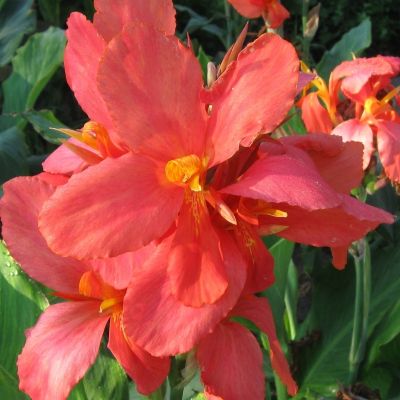 Канна Миссис Оклахома Канна Миссис Оклахома - Dolina-Sad.Ru