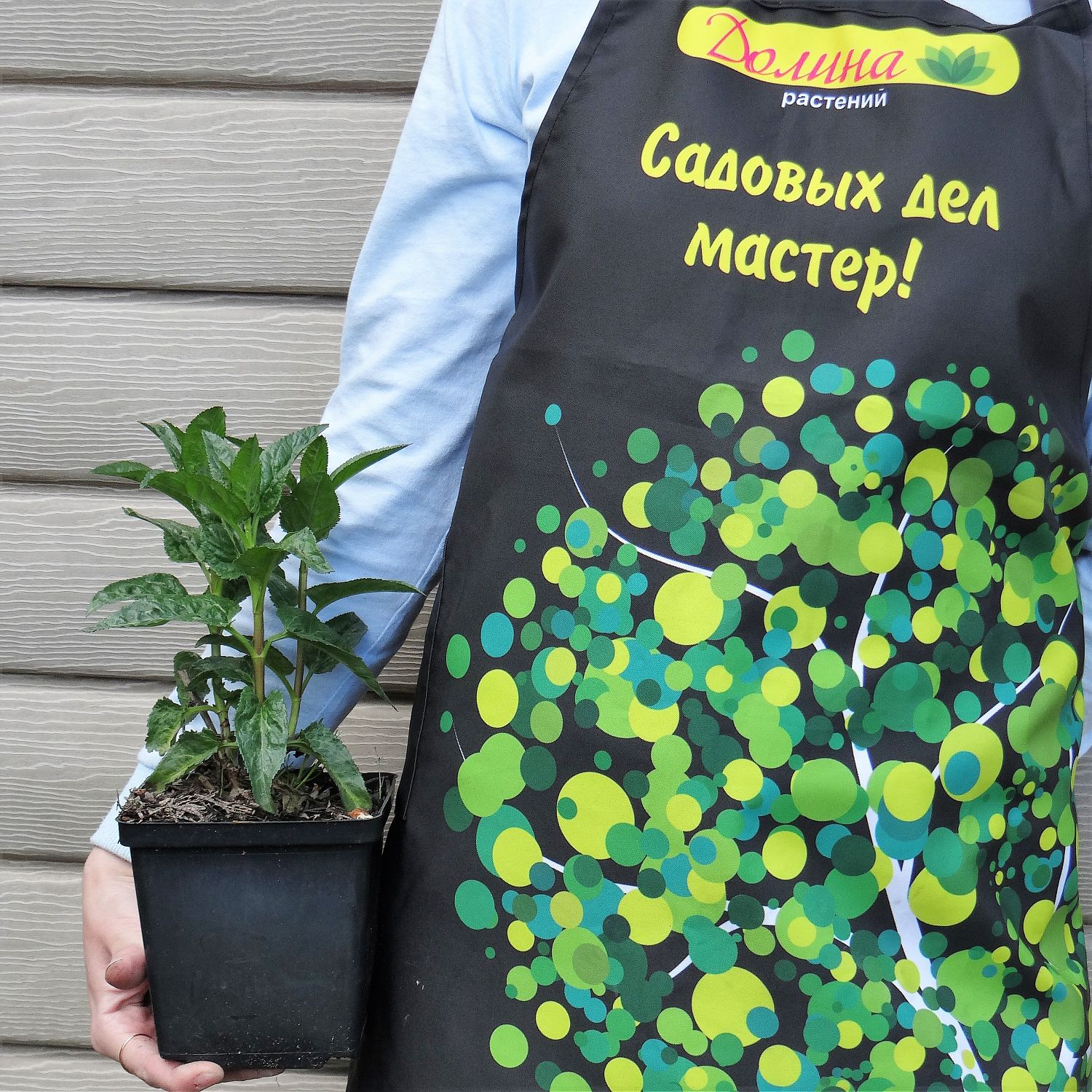 Вероника длиннолистная Мариетта Вероника длиннолистная Мариетта фото