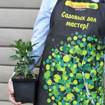 Вероника длиннолистная Мариетта Вероника длиннолистная Мариетта фото