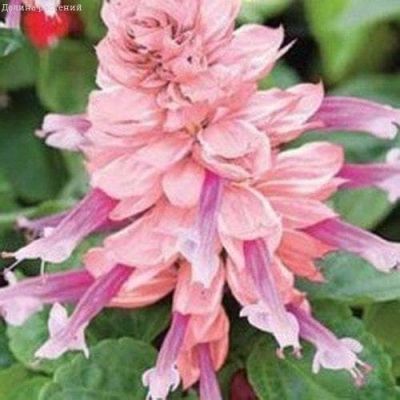 Сальвия Лира фото