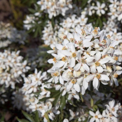 Шуазия Уайт Шуазия Уайт - Dolina-Sad.Ru