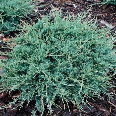 Можжевельник виргинский Блю Клауд Можжевельник виргинский Блю Клауд - Dolina-Sad.Ru