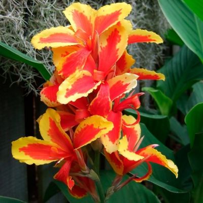 Канна Рейне Шарлотт - Dolina-Sad.Ru