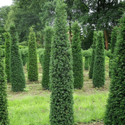 Тис средний грин рокет Тис средний грин рокет фото