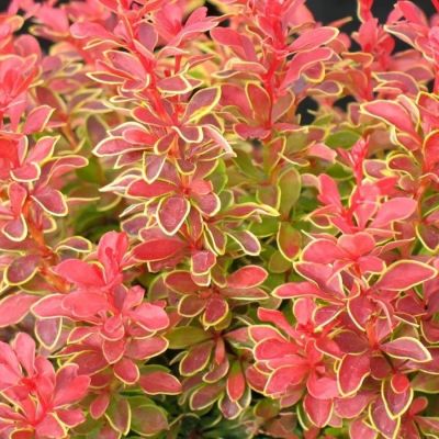 Барбарис Тунберга Оранж Санрайз, С3 Барбарис Тунберга Оранж Санрайз, С3 - Dolina-Sad.Ru