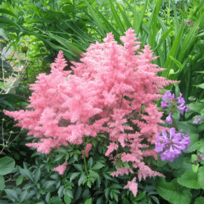 Астильба японская Лолита Астильба японская Лолита фото