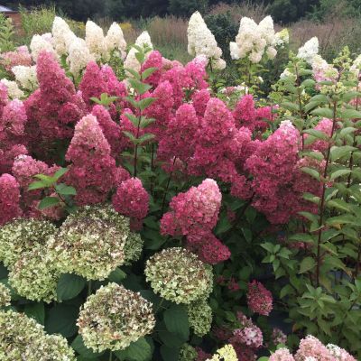 Гортензия метельчатая Краска Лесково - Dolina-Sad.Ru