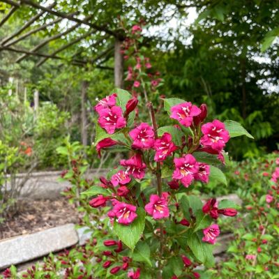 Вейгела Эвита, С3 - Dolina-Sad.Ru