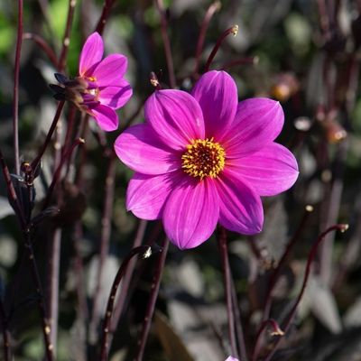 Георгина Джулиет Георгина Джулиет - Dolina-Sad.Ru