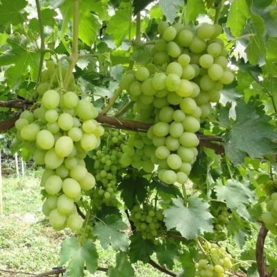 Виноград Первозванный Виноград Первозванный фото