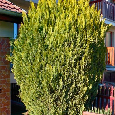 Кипарисовик Лавсона Эллвудс Голд Кипарисовик Лавсона Эллвудс Голд - Dolina-Sad.Ru