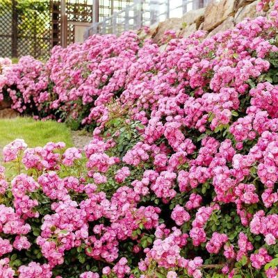 ПОДАРОК - Роза саженец ПОДАРОК - Роза саженец фото