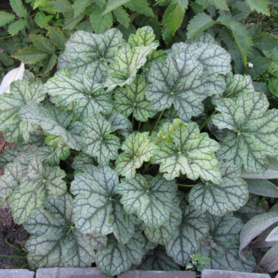 Гейхера Венус фото