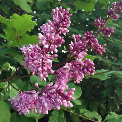 Сирень венгерская розовоцветная Сирень венгерская розовоцветная - Dolina-Sad.Ru