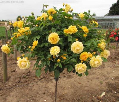 Роза штамбовая Артур Белл Роза штамбовая Артур Белл фото