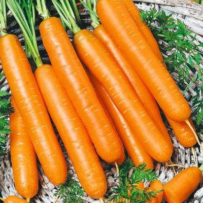 Морковь Самсон (лента) Морковь Самсон (лента) фото