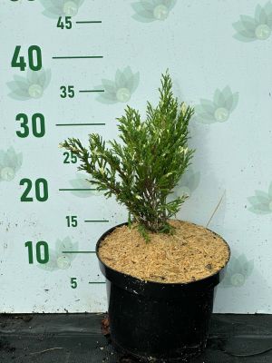 Можжевельник Горизонтальный Андорра Можжевельник Горизонтальный Андорра фото