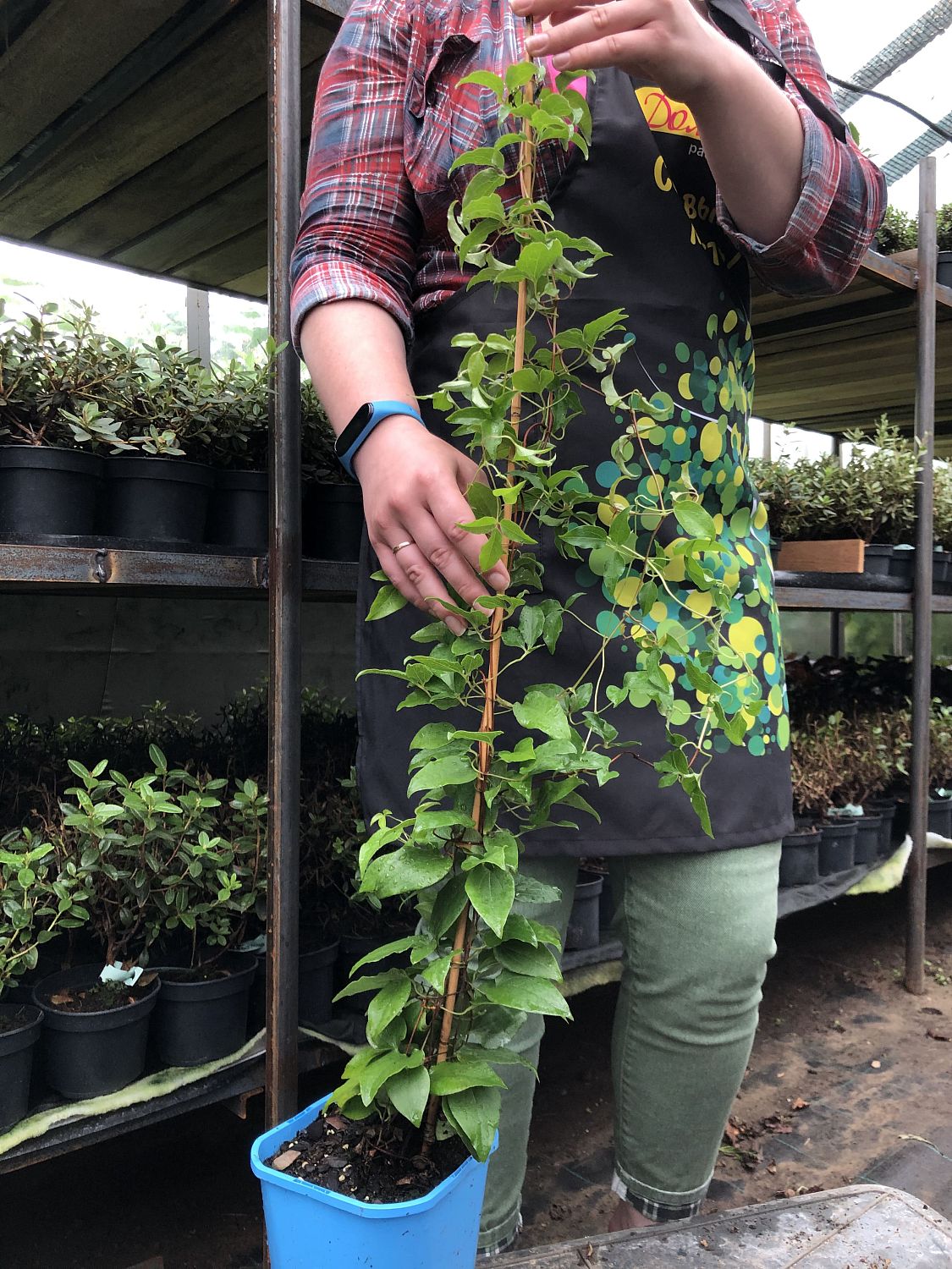 Клематис Мария Качинская Клематис Мария Качинская фото