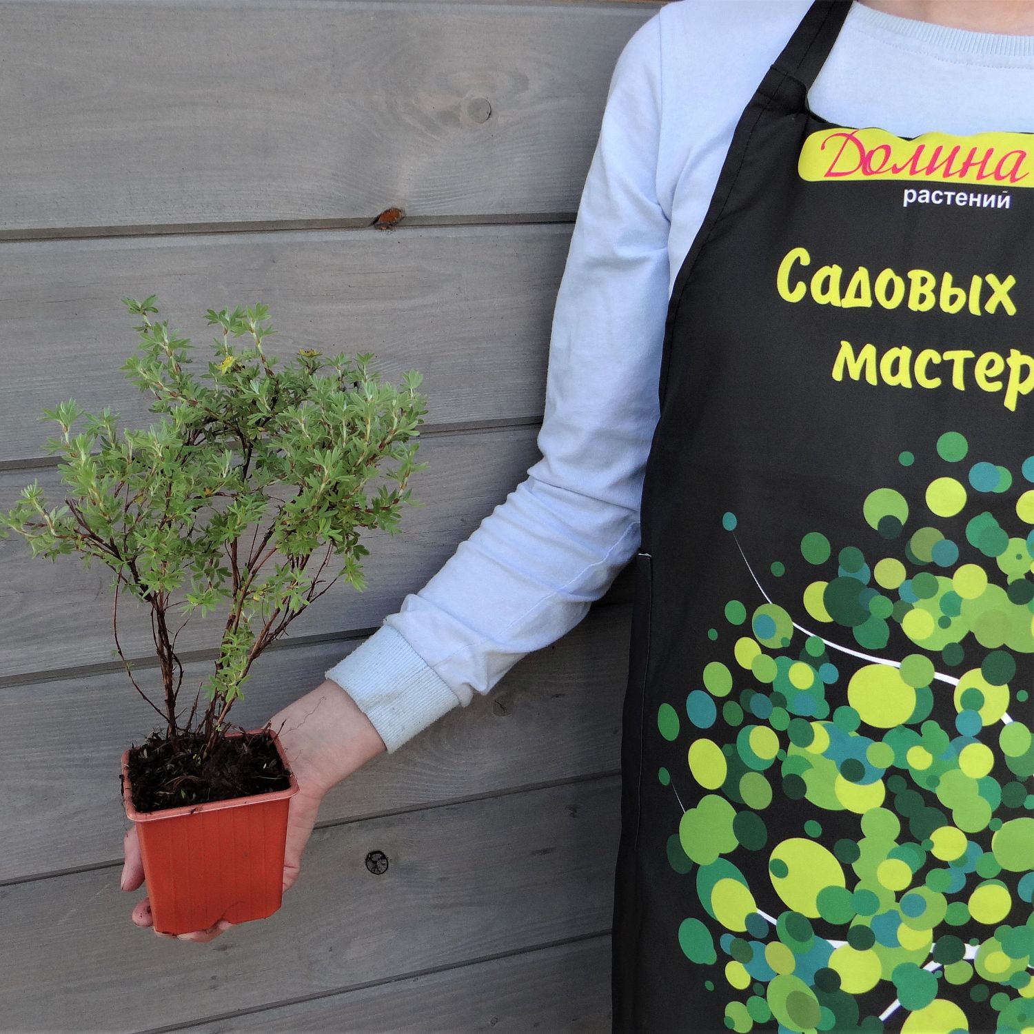 Лапчатка кустарниковая Кобольд Лапчатка кустарниковая Кобольд фото