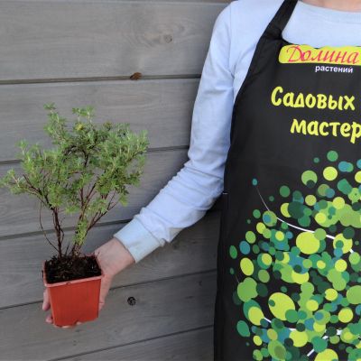 Лапчатка кустарниковая Кобольд Лапчатка кустарниковая Кобольд фото