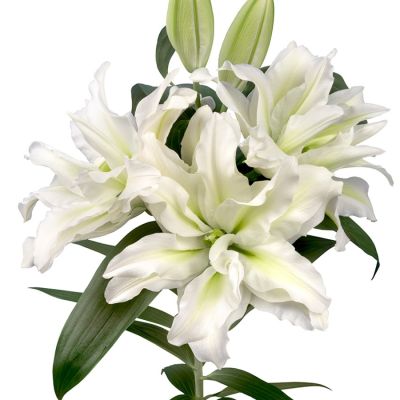 Лилия Роузлили Аиша - Dolina-Sad.Ru