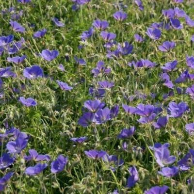 Герань гибридная Орион Герань гибридная Орион - Dolina-Sad.Ru