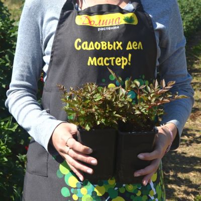 Астильба Арендса Хэви Метал Астильба Арендса Хэви Метал - Dolina-Sad.Ru