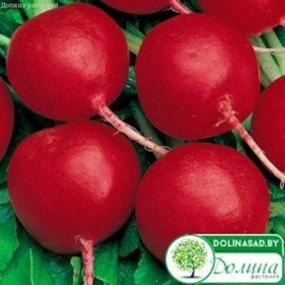 Редис Жара Редис Жара фото