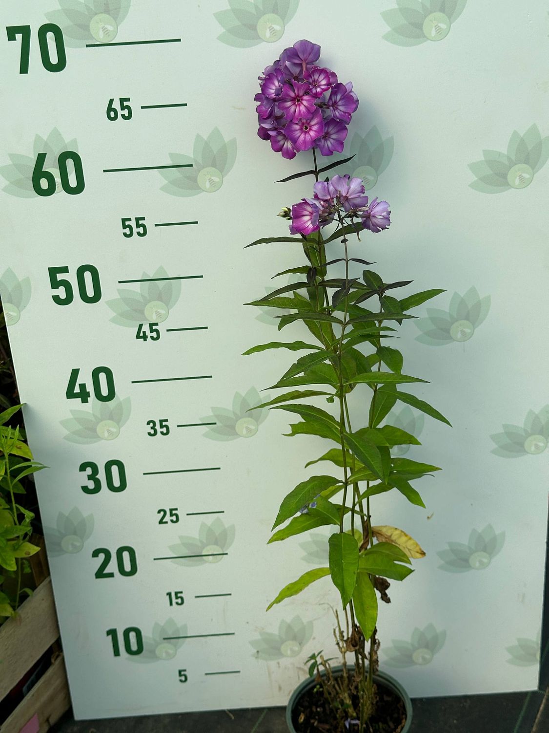 Флокс метельчатый Свит Саммер Сюрпрайз Флокс метельчатый Свит Саммер Сюрпрайз - Dolina-Sad.Ru