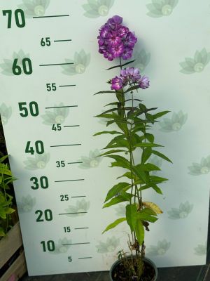 Флокс метельчатый Свит Саммер Сюрпрайз Флокс метельчатый Свит Саммер Сюрпрайз - Dolina-Sad.Ru