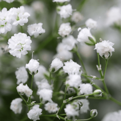 Гипсофила Фестиваль Уайт Флар , С1,5 Гипсофила Фестиваль Уайт Флар , С1,5 фото