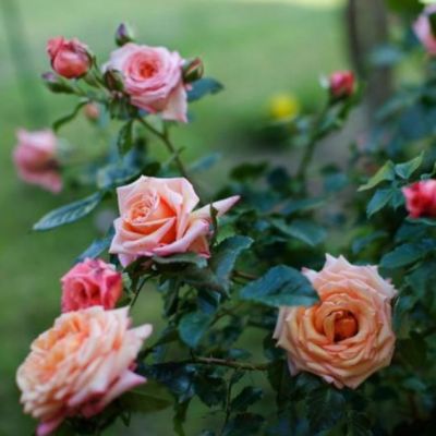 Роза Критик Роза Критик - Dolina-Sad.Ru