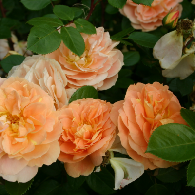 Роза Шон Вон Си фото