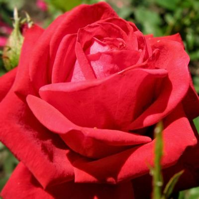 Роза Кардинал Роза Кардинал - Dolina-Sad.Ru