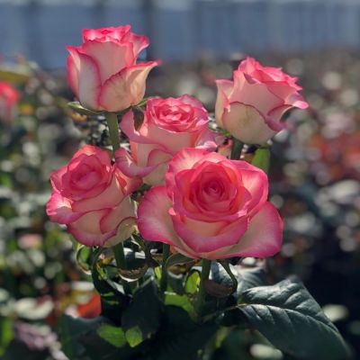 Роза Джумилия в горшке Роза Джумилия в горшке - Dolina-Sad.Ru