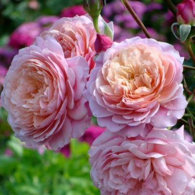 Роза П.Ж. Редут Роза П.Ж. Редут - Dolina-Sad.Ru