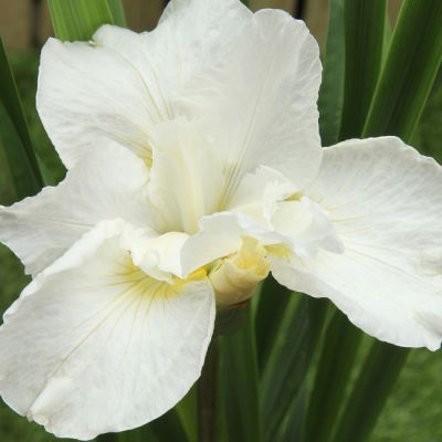 Ирис Суон ин Флайт Ирис Суон ин Флайт - Dolina-Sad.Ru