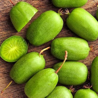 Актинидия Вити-Киви фото