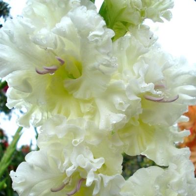 Гладиолус Москва Белокаменная Гладиолус Москва Белокаменная - Dolina-Sad.Ru