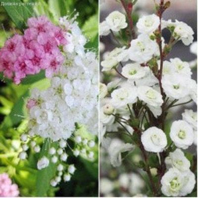 Комплект Спиреи Широбана + Сливолистная фото