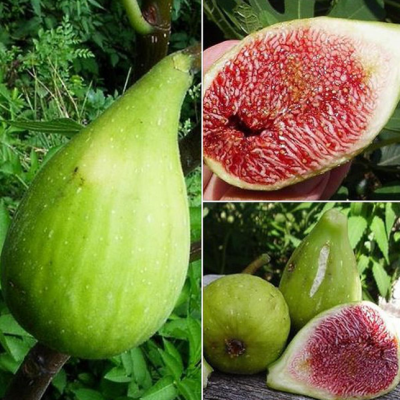 Инжир Далматский Инжир Далматский фото